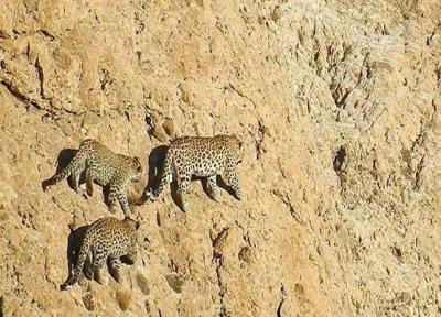 ابهت پلنگ ایرانی در بام زاگرس