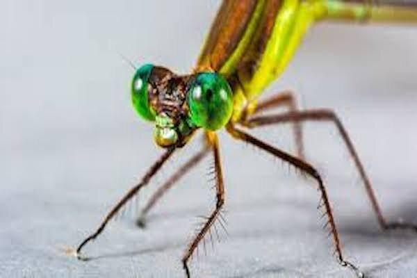 کاهش 25 درصدی جمعیت حشرات