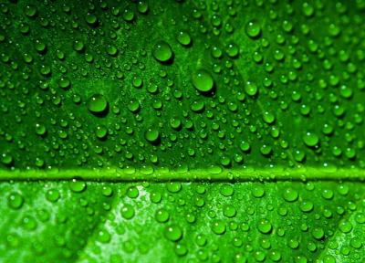 چرا گیاهان سبزند؟ ، انعطاف پذیری برای کنترل میزان انرژی مورد احتیاج