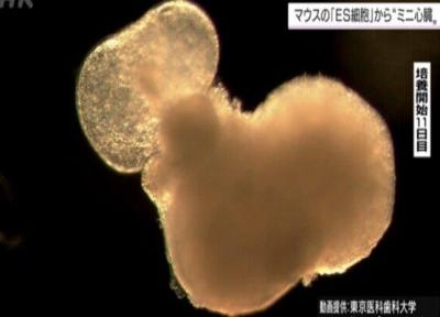 محققان ژاپنی مینی قلب ساختند