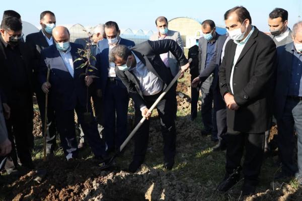 خبرنگاران عملیات زراعت چوب در چهارهزار هکتار از اراضی مازندران آغاز شد