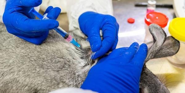 آغاز واکسیناسیون حیوانات در روسیه