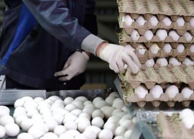 تخم مرغ جایگزین گوشت شد ، قیمت هر شانه تخم مرغ 46 هزار تومان
